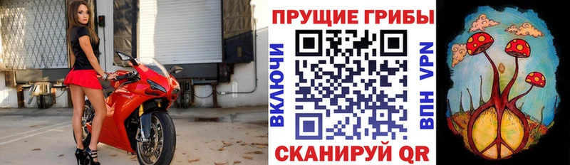Галлюциногенные грибы Psilocybe  Купить где  Будённовск 